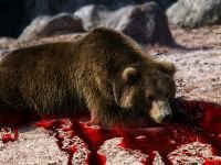 В Хакасии браконьер заплатит 50 тысяч рублей за убийство медведя