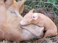 Суд обеспечил 3 месяца спокойной жизни свиньям фермы ООО "Волна"