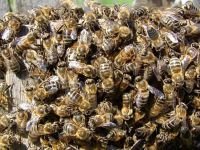 Нападение пчел на соседа обошлось пасечнику в 3 тыс. руб.