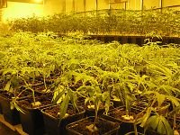 На юге края задержан "наркоагроном", выращивавший голландскую коноплю