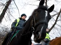 Один день с конной полицией - фоторепортаж — фото 26 