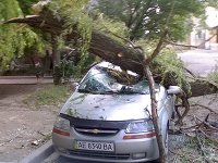 Городская администрация заплатит за ветку дерева, упавшую на автомобиль
