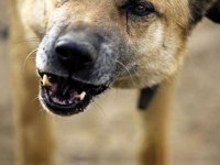 Хозяйке буйного пса придется заплатить 5 тыс.руб. за покусанную соседку