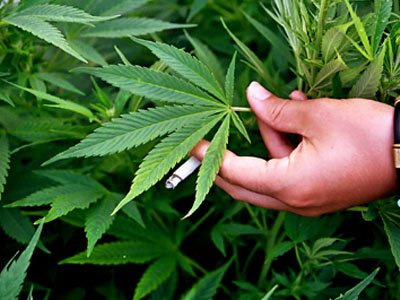 Дикорастущая конопля наркотическое средство выращивание марихуаны и закон