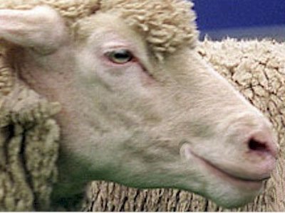 Британская семья борется за право на овечку