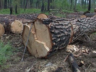 Сотрудник самостоятельно погрузил в КАМАЗ 6 кубометров дерева