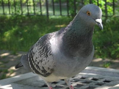 Полицейские задержали двух предпринимателей, ловивших голубей для еды