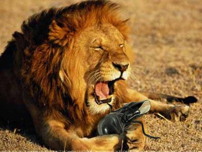 За нападение льва в парке россиянка требует компенсацию в 1,5 млн руб.