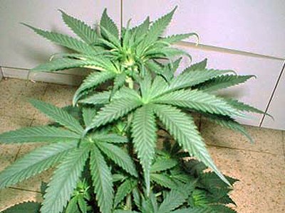 Дочь Боба Марли судят за выращивание марихуаны