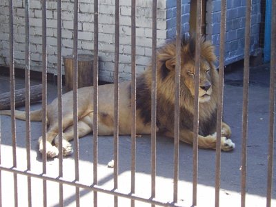 Один из руководителей Ростовского зоопарка попался на продаже льва за 35000 руб.