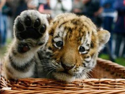 Германия: директора зоопарка судят за убийство тигрят