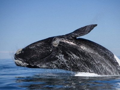 Суд ООН запретил Японии охотиться на китов, прикрываясь наукой