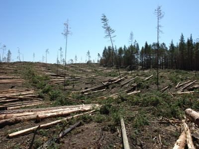  В крае появится специальный отдел по борьбе с незаконными вырубками леса