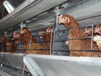 Возбуждено уголовное дело по садистскому уничтожению 400 тысяч цыплят