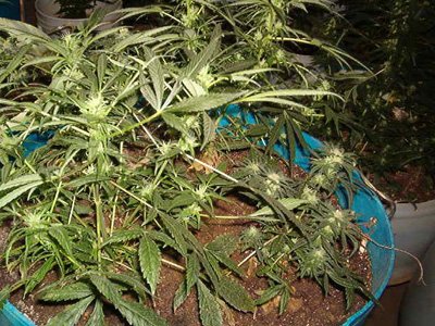 В Саратове наркополицейский хранил марихуану в служебном авто