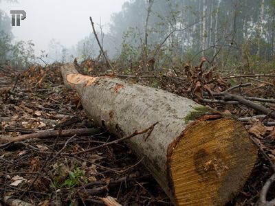 Грузия начала борьбу против незаконной рубки леса, так как ущерб достиг $1,25млн