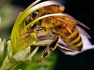 Эстонец пытается защититься от пчел через суд