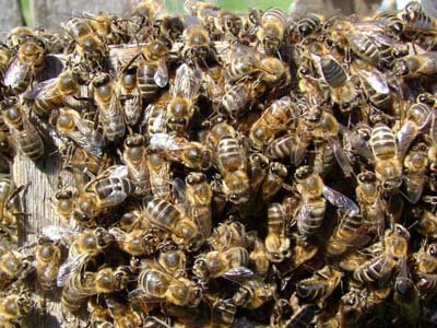 Апелляция взыскала с фермеров, из-за которых погибли пчелы пасечника, 359 000 руб.
