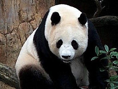 Китай:Япония должна везместить $500 тысяч за гибель панды