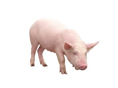 ВТО сочла незаконным запрет России на поставки свинины из Евросоюза