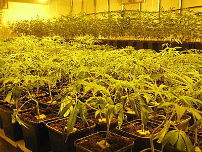В штате Монтана пересмотрят закон о легализации медицинской марихуаны