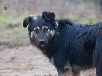 Суд запретил санкционированную законодателем охоту на одичавших бездомных собак