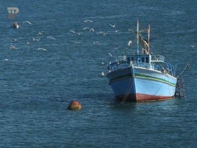 Рыбак подал в суд на американскую круизную компанию, чей лайнер не пришел на помощь терпящим бедствие