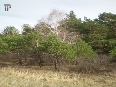 Замглавы лесного хозяйства Кубани попался на взятке в 4 млн руб.