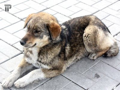 Стрелок, тренировавший свою меткость на бездомной собаке, получил 9 месяцев исправработ
