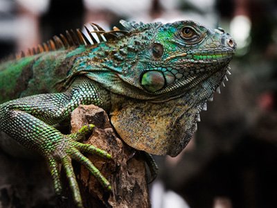На ВВЦ арестованы 134 крокодила, змеи, вараны и игуана