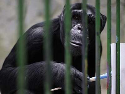 Бразильский суд отказался отпустить рисующего шимпанзе из зоопарка в заповедник
