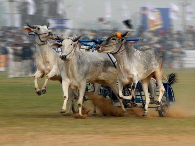 Верховный суд Индии отменил запрет на бычьи бега 