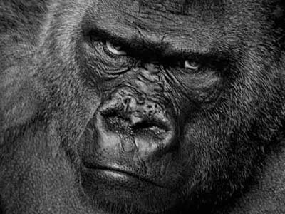 Американец подал в суд на зоопарк из-за нападения гориллы