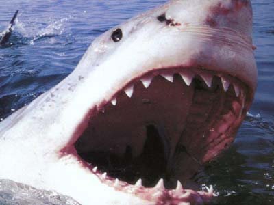 Пострадавшие от акулы не получат компенсации от туроператора