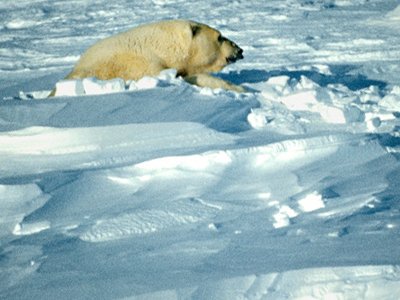 Генпрокуратуру просят проверить видео с жестоким убийством белого медведя