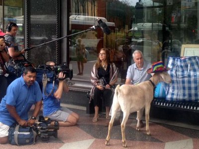 Австралийский суд отклонил иск к комику, козел которого съел цветы перед музеем