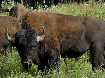 Приставы арестовали за долги стадо американских бизонов
