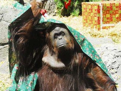 Аргентинский суд наделил самку орангутанга правами человека