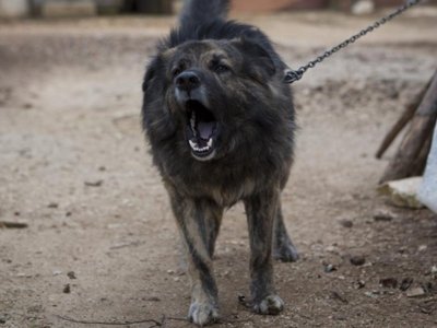В Хорватии суд запретил собаке лаять по ночам