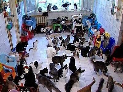 Суд обязал владельца 30 кошек, на которого жаловались соседи, расстаться с частью своих питомцев
