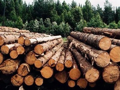 Дремучий лес: суды обязали предпринимателя заключить договор в прошлом