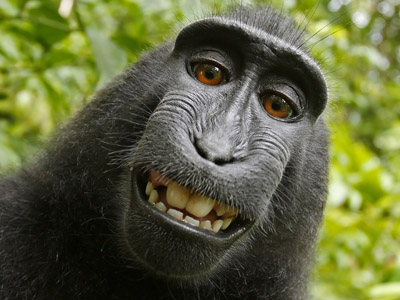 Американская история: как обезьяну хотели признать автором фотографии