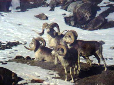 Экологи требуют возбудить дело по факту охоты на архаров на Алтае