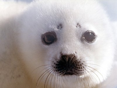 В России введен полный запрет на охоту на детенышей гренландских тюленей