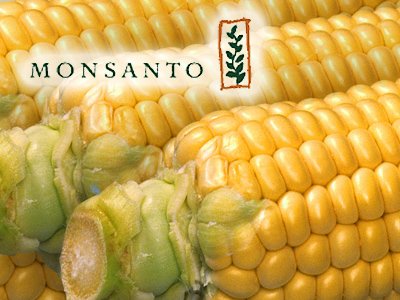 Генномодифицированная кукуруза Monsanto снова не прижилась в Германии