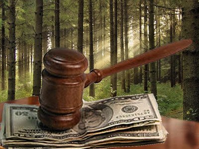 Счетная палата: власти не контролируют ситуацию с лесами в Подмосковье