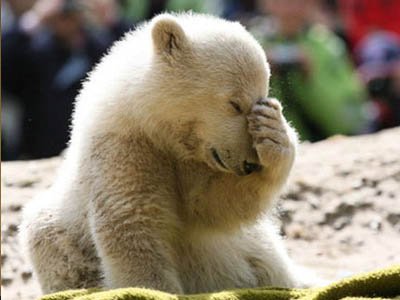 Зоопарки Германии судятся из-за белого медведя
